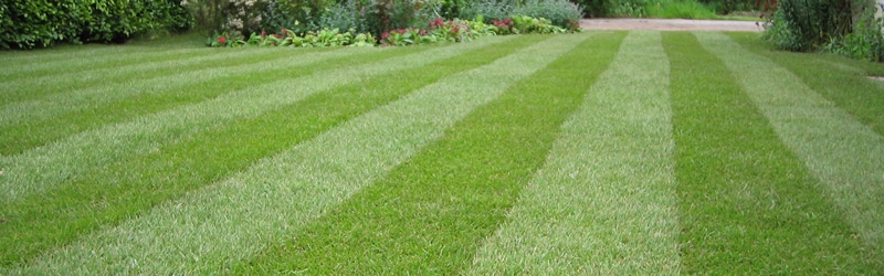 Spring Lawn Cleanup MN